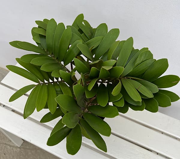 ザミア：フルフラセア　7号鉢植え25-02
