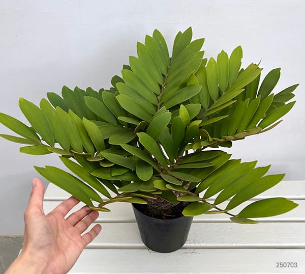 ザミア:フルフラセア 7号鉢植え25-04