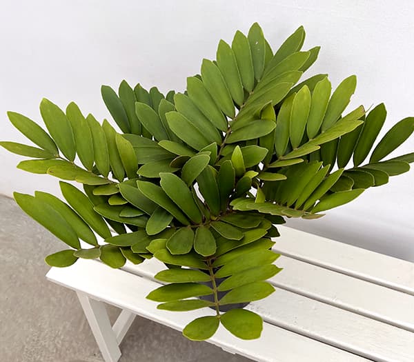 ザミア:フルフラセア 7号鉢植え25-04