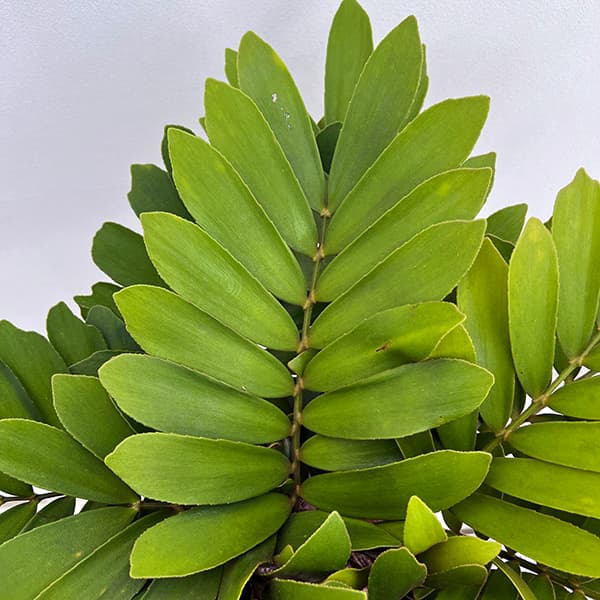 ザミア:フルフラセア 7号鉢植え25-04