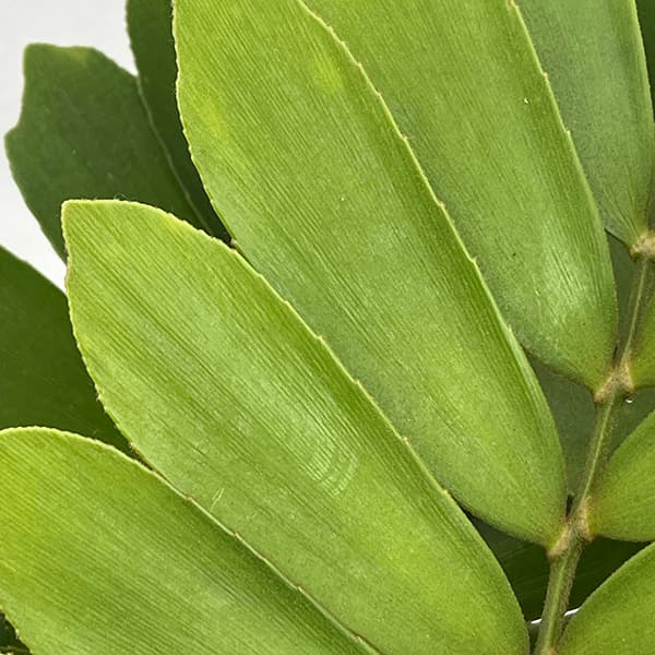 ザミア:フルフラセア 7号鉢植え25-04
