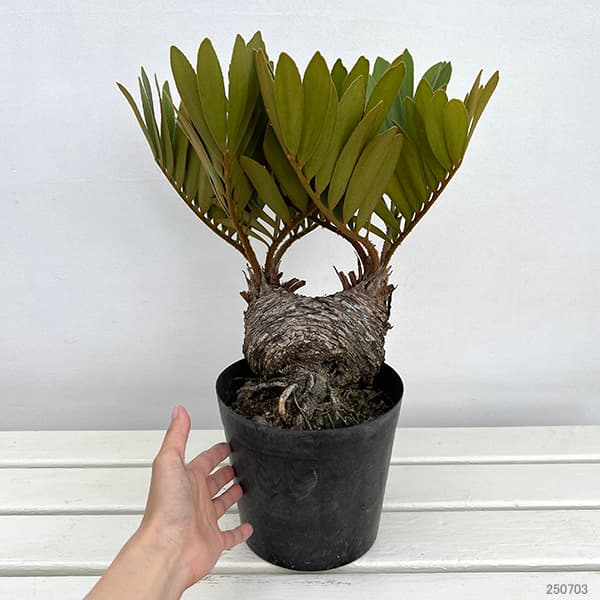 ザミア:フルフラセア 7号鉢植え25-05