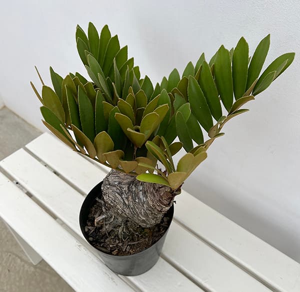ザミア:フルフラセア 7号鉢植え25-05