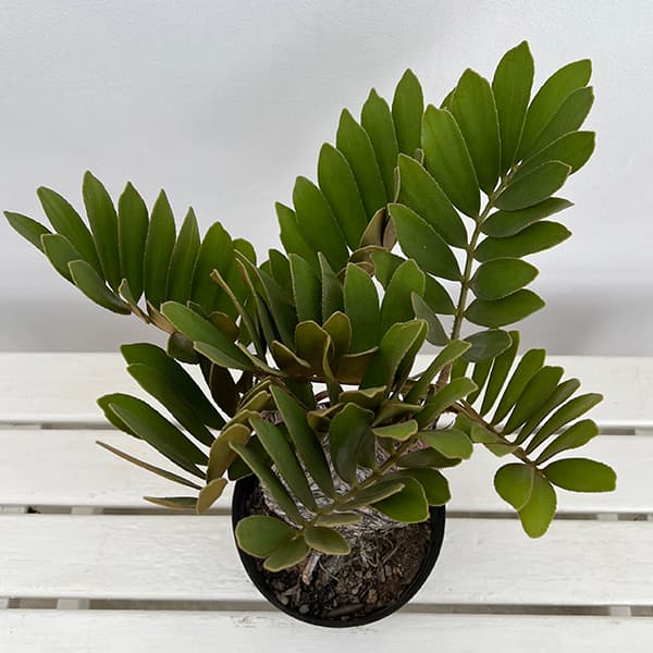 ザミア:フルフラセア 7号鉢植え25-05