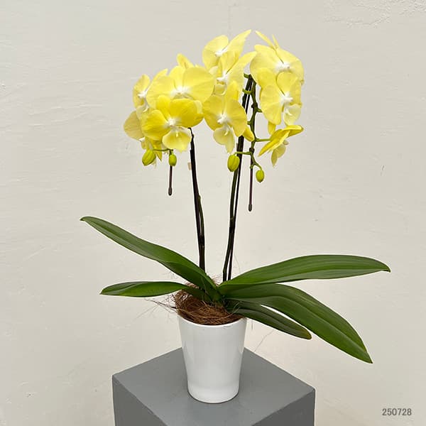 ミディコチョウラン:レモン2本立ち4号陶器鉢植え