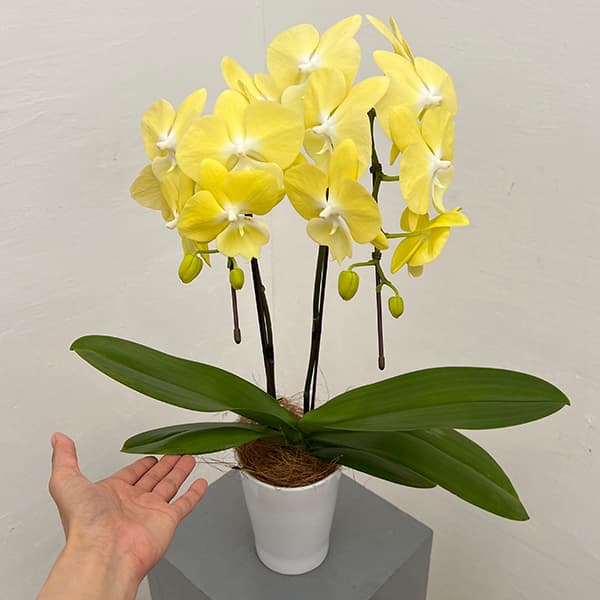 ミディコチョウラン:レモン2本立ち4号陶器鉢植え