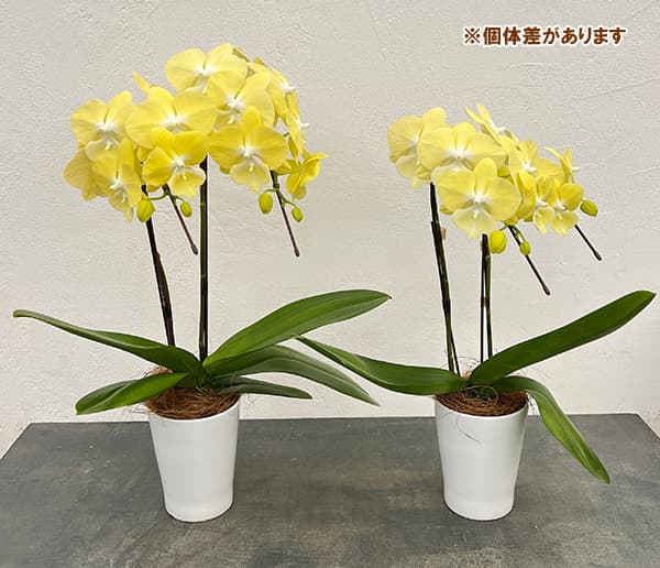 ミディコチョウラン:レモン2本立ち4号陶器鉢植え