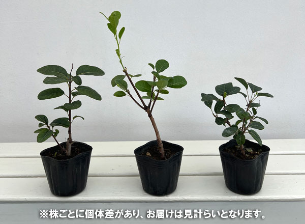 [25年9月中下旬予約]スモークツリー：スノーパフ3号ポット