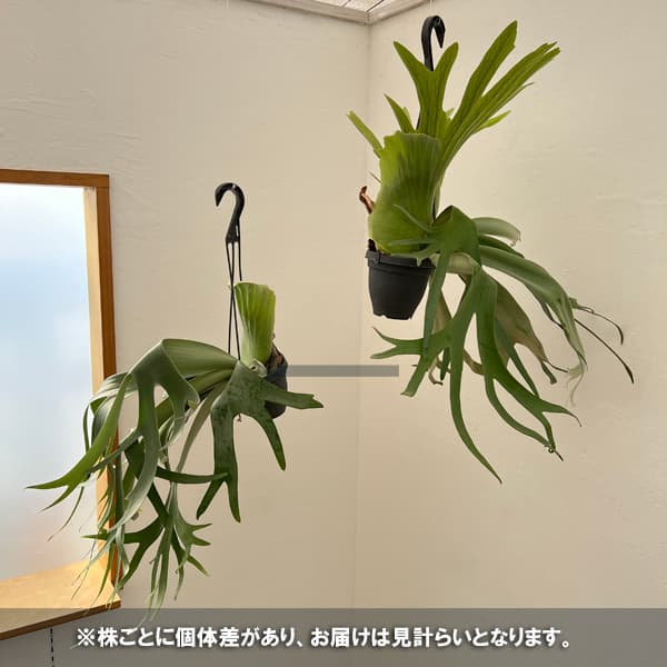 [サマーセール]（わけあり特価）ビカクシダ（コウモリラン）：ウィリンキー　4号吊り鉢