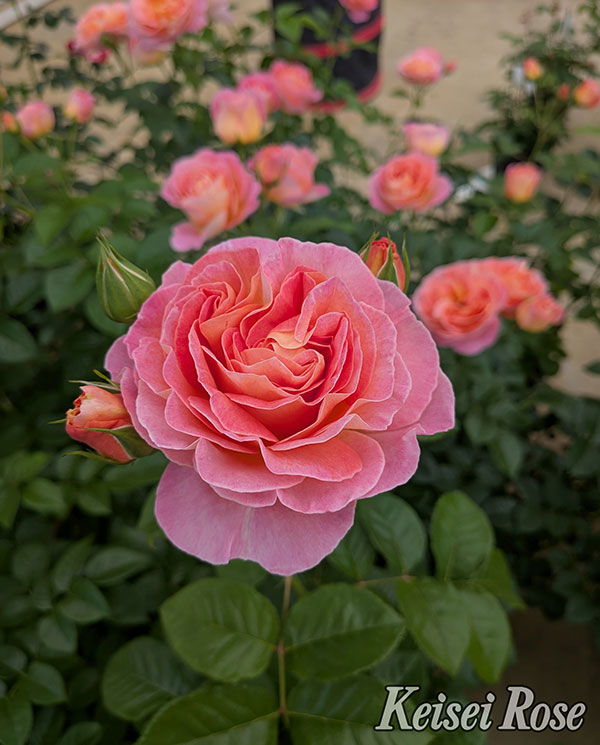 [26年5月中下旬予約]四季咲中輪バラ：ドルンブルガー シュロスローズ新苗