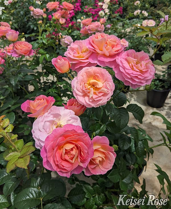 [26年5月中下旬予約]四季咲中輪バラ：ドルンブルガー シュロスローズ新苗