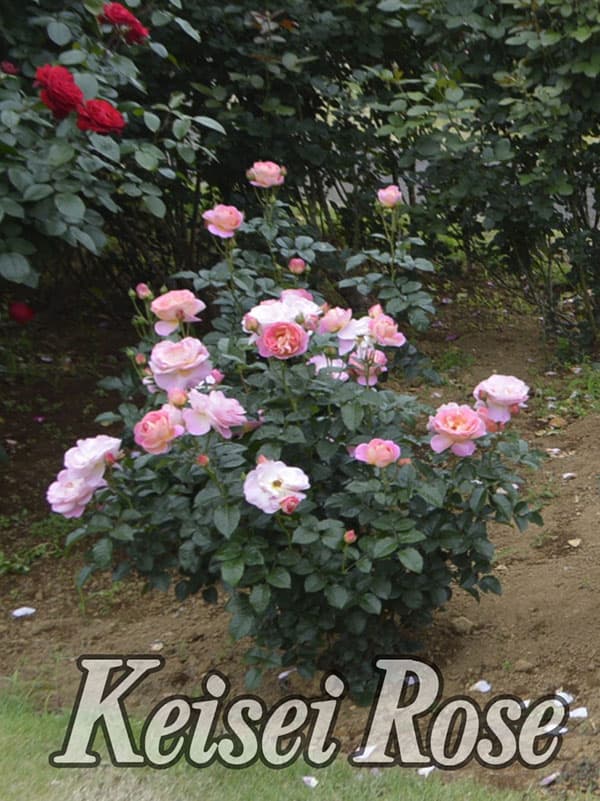 [26年5月中下旬予約]四季咲中輪バラ：ドルンブルガー シュロスローズ新苗