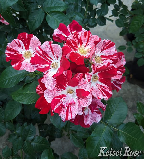 [26年5月中下旬予約]四季咲中輪バラ：シムサラビン！新苗