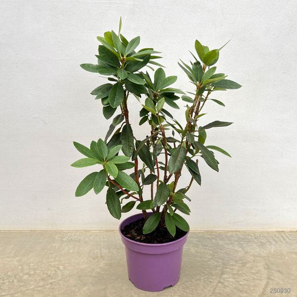 西洋シャクナゲ:アンナ 6号ポット