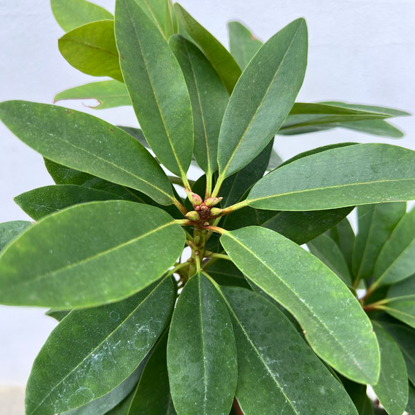 西洋シャクナゲ:アンナ 6号ポット