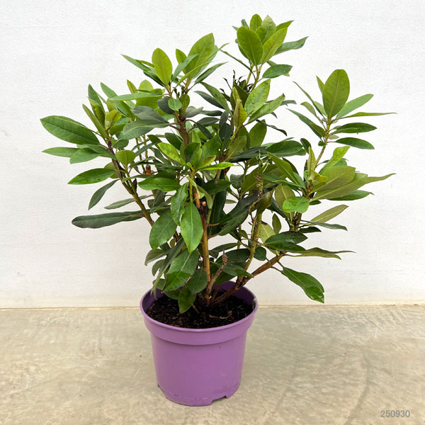 西洋シャクナゲ:イザベラ 6号ポット