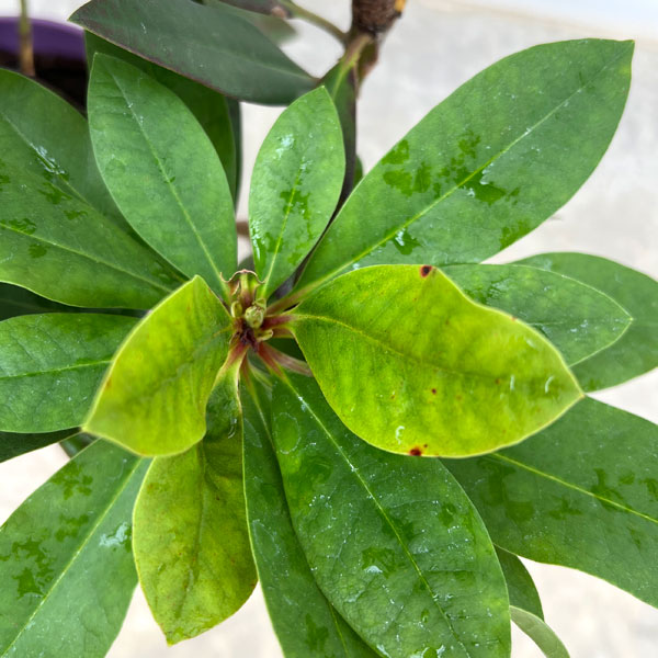 西洋シャクナゲ:イザベラ 6号ポット