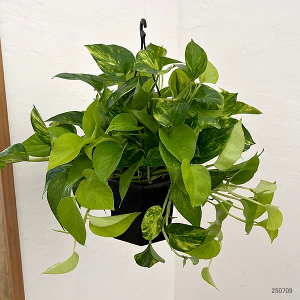 ポトス(2色植え):ハッピーライム5号吊り鉢