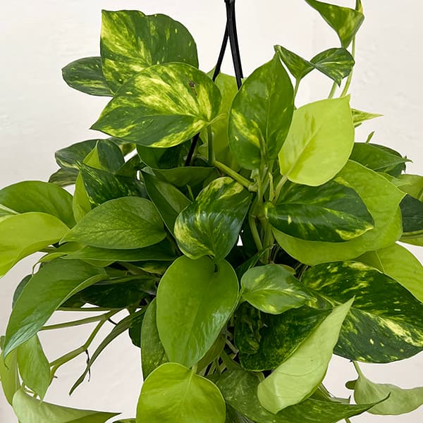 ポトス(2色植え):ハッピーライム5号吊り鉢