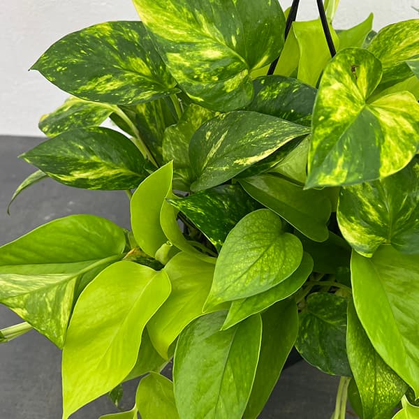 ポトス(2色植え):ハッピーライム5号吊り鉢
