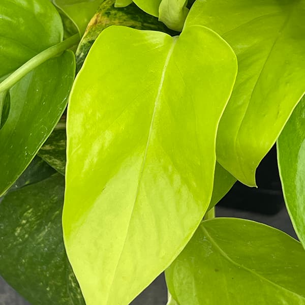 ポトス(2色植え):ハッピーライム5号吊り鉢