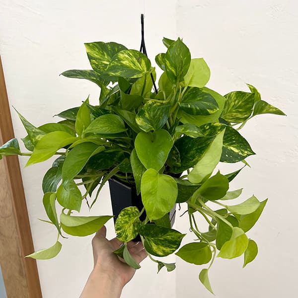ポトス(2色植え):ハッピーライム5号吊り鉢