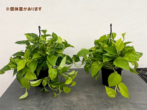 ポトス(2色植え):ハッピーライム5号吊り鉢