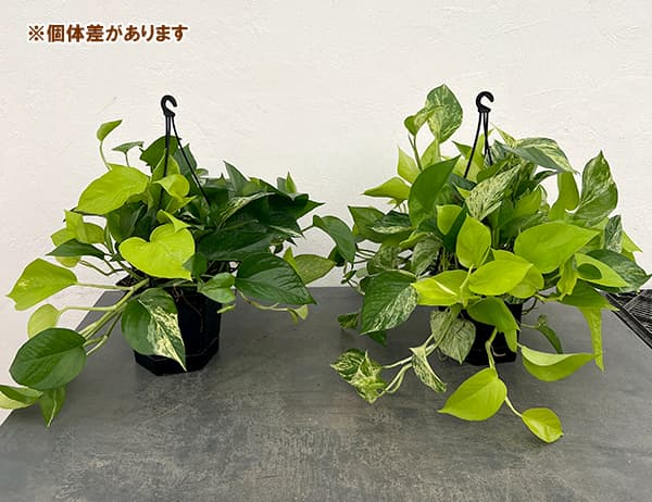 ポトス（2色植え）：マーブルライム5号吊り鉢