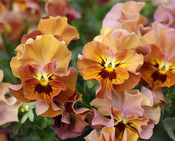 見元園芸さんのビオラ：ハニーグレイス3-3.5号ポット