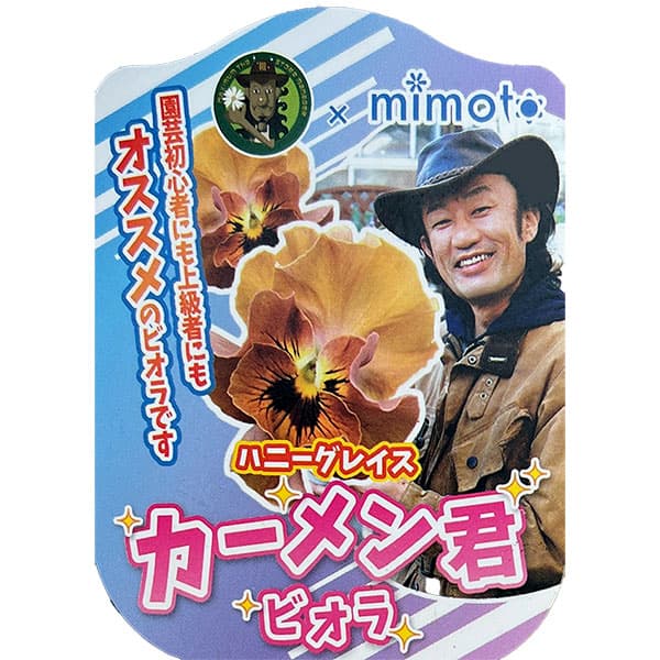 見元園芸さんのビオラ:ハニーグレイス3-3.5号ポット