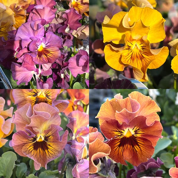 園芸ネット本店｜見元園芸さんのビオラ：ハニーグレイス3-3.5号ポット