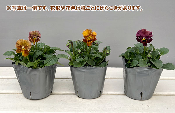 見元園芸さんのビオラ:ハニーグレイス3-3.5号ポット