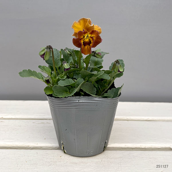 見元園芸さんのビオラ:ハニーグレイス3-3.5号ポット
