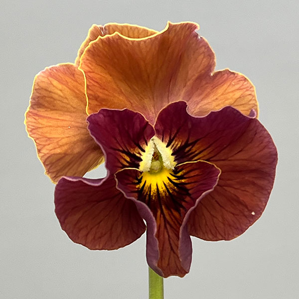 見元園芸さんのビオラ:ハニーグレイス3-3.5号ポット