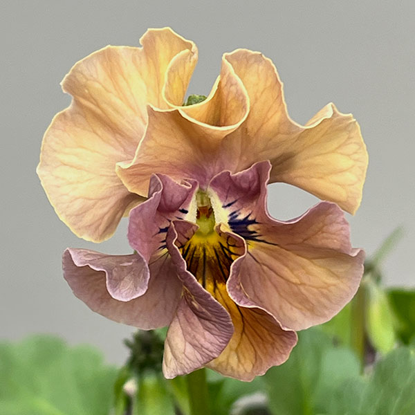 見元園芸さんのビオラ:ハニーグレイス3-3.5号ポット