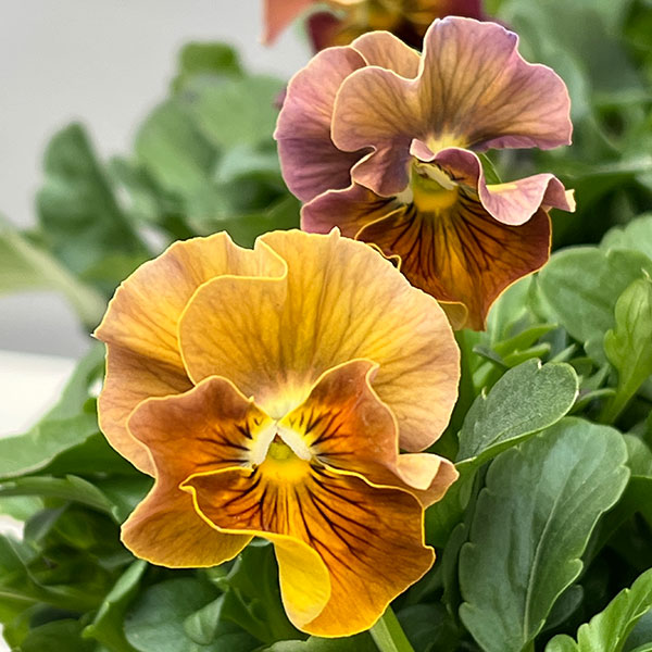 見元園芸さんのビオラ:ハニーグレイス3-3.5号ポット