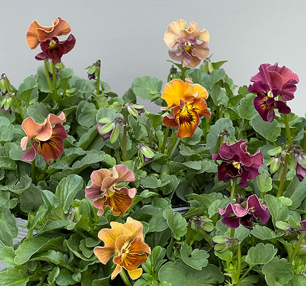 見元園芸さんのビオラ:ハニーグレイス3-3.5号ポット