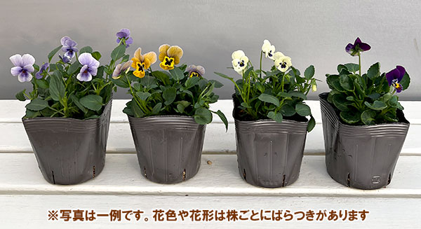 見元園芸さんのビオラ：トルニーミックス3.5号ポット*