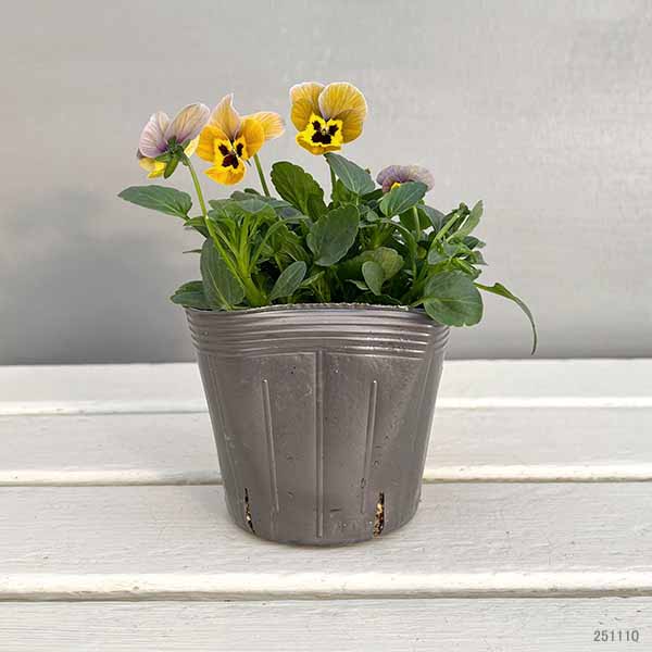 見元園芸さんのビオラ：トルニーミックス3.5号ポット*