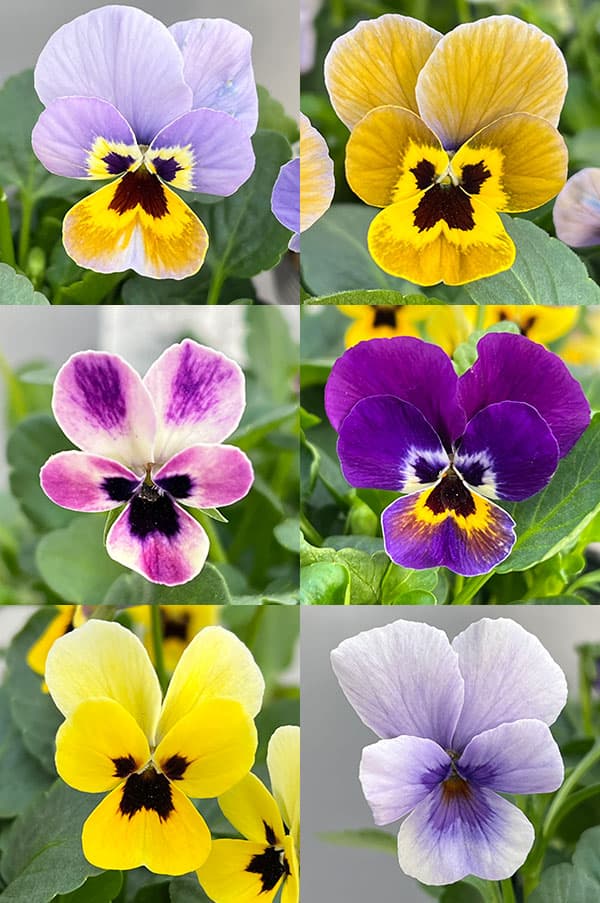 見元園芸さんのビオラ：トルニーミックス3.5号ポット*