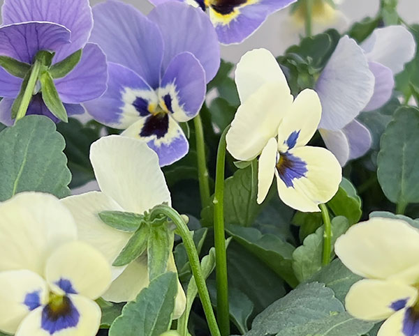 見元園芸さんのビオラ：トルニーミックス3.5号ポット*