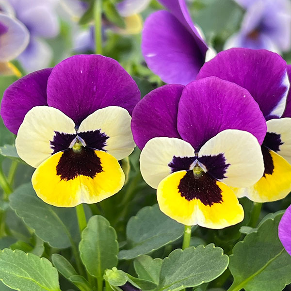 見元園芸さんのビオラ：トルニーミックス3.5号ポット*