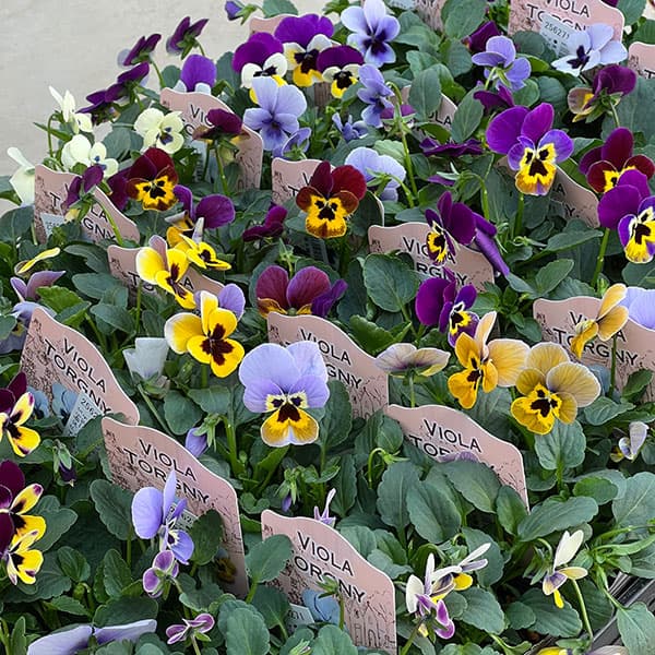 見元園芸さんのビオラ：トルニーミックス3.5号ポット*