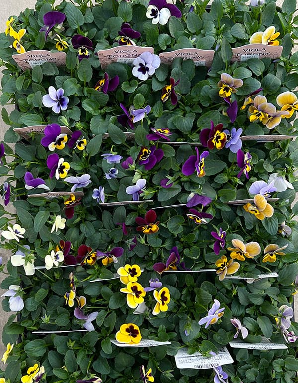 見元園芸さんのビオラ：トルニーミックス3.5号ポット*
