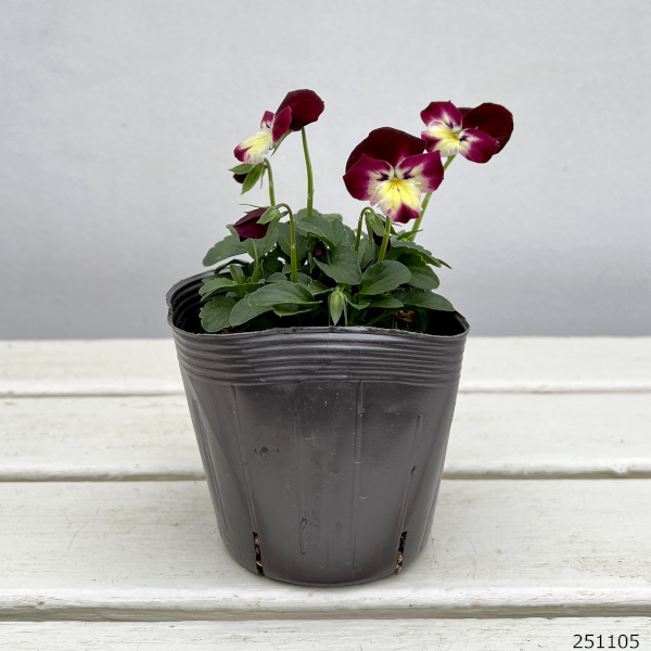 見元園芸さんのビオラ:春ららら3-3.5号ポット*
