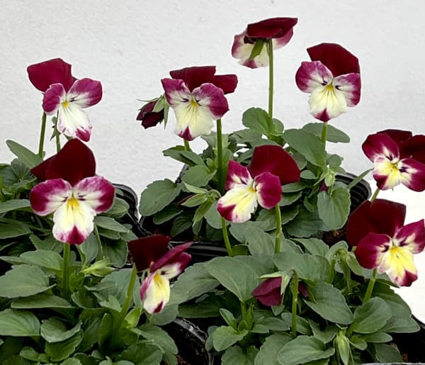 見元園芸さんのビオラ:春ららら3-3.5号ポット*