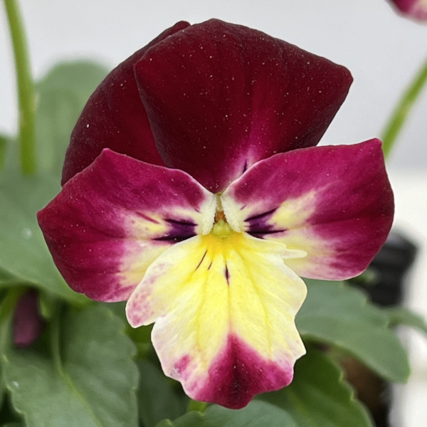 見元園芸さんのビオラ:春ららら3-3.5号ポット*