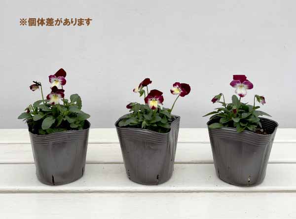 見元園芸さんのビオラ:春ららら3-3.5号ポット*