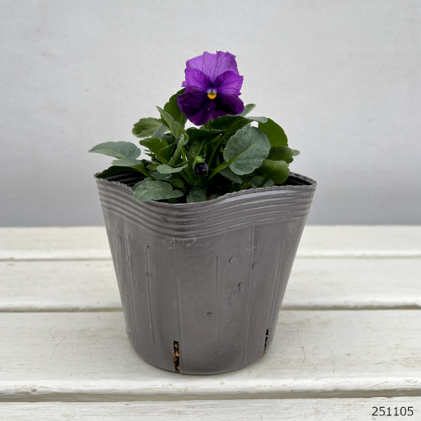 見元園芸さんのパンジー：ファランドール3-3.5号ポット*