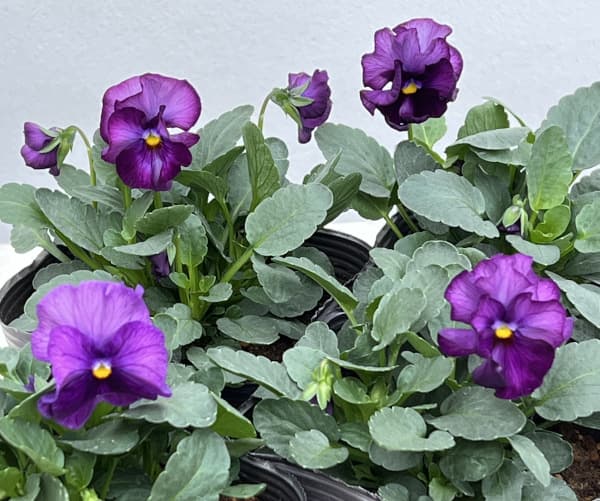 見元園芸さんのパンジー：ファランドール3-3.5号ポット*